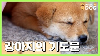 강아지의 기도문(Dog′s Prayer)