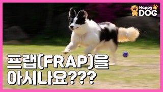 프랩(FRAP)하는 강아지를 본 적 있나요?