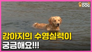 강아지는 수영 실력이 궁금해요!