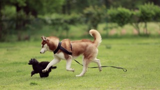 강아지가 놀이를 하는 이유? 강아지는 왜 노는 걸 좋아하죠?