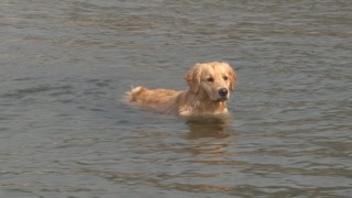 강아지는 수영 실력이 궁금해요!