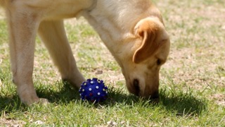 강아지와 공 물어오기 놀이 훈련 방법!!