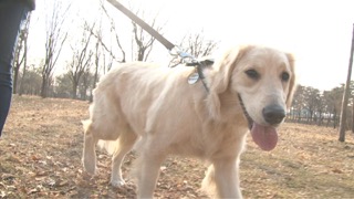 강아지 산책의 모든 것!