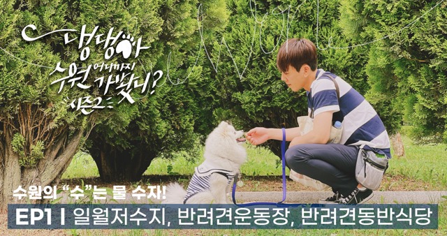 [훈이의 꿀팁] 댕댕아 수원 어디까지 가봤니? 시즌2 - 일월저수지, 반려견 운동장, 반려견 동반 식당